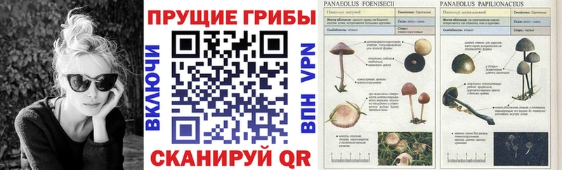 что такое наркотик  Калининск  Псилоцибиновые грибы мухоморы 